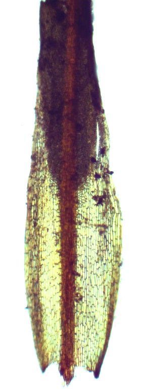 Tortella fragilis
